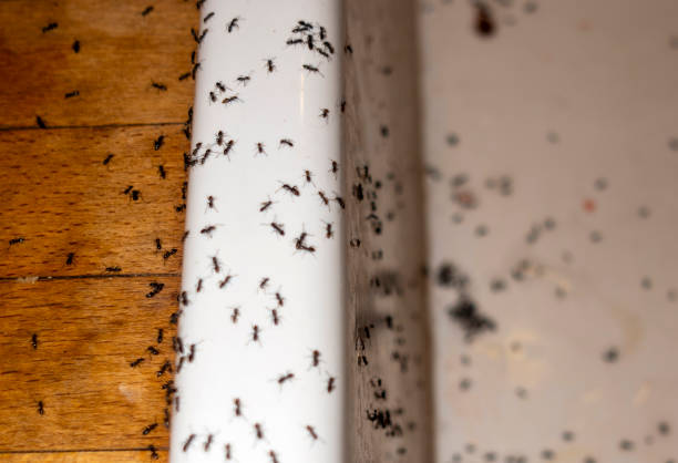 Perry, UT Pest Control Company