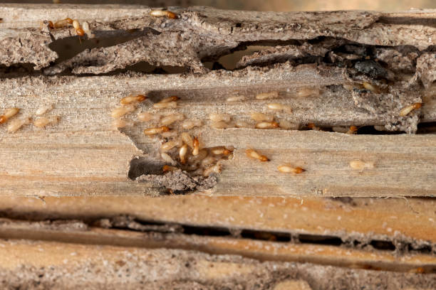 Flea Control Services in Perry, UT