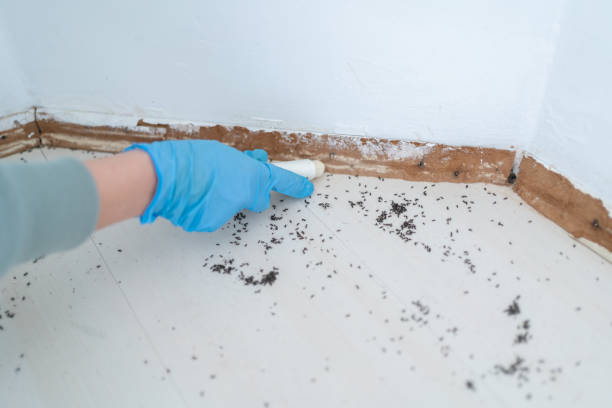 Wasp Removal Services in Perry, UT